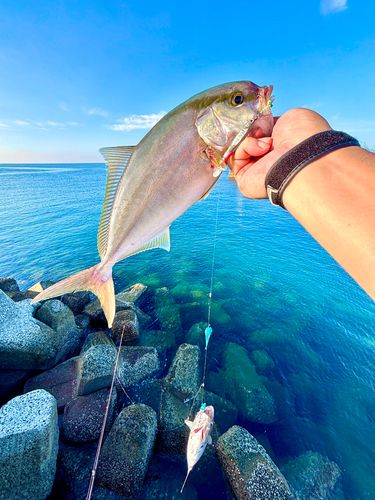 スマカツオの釣果