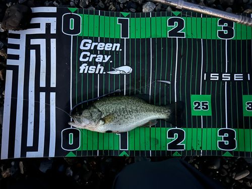 ブラックバスの釣果
