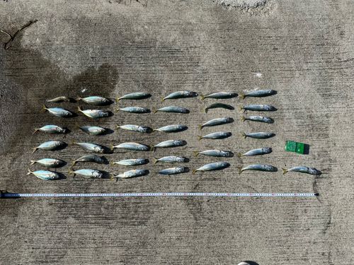 サバの釣果