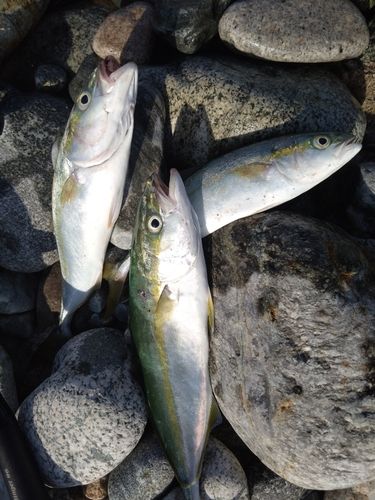 ツバイソの釣果