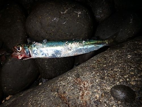 マイワシの釣果
