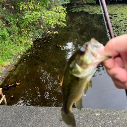 ラージマウスバス