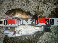 メバルの釣果