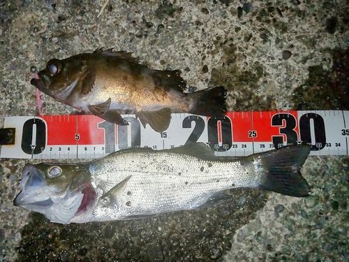メバルの釣果