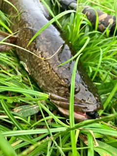 ライギョの釣果
