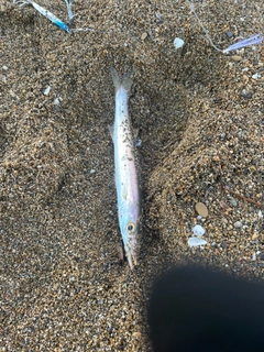 アカカマスの釣果