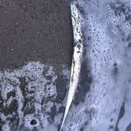 タチウオ
