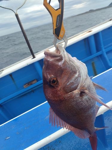 マダイの釣果