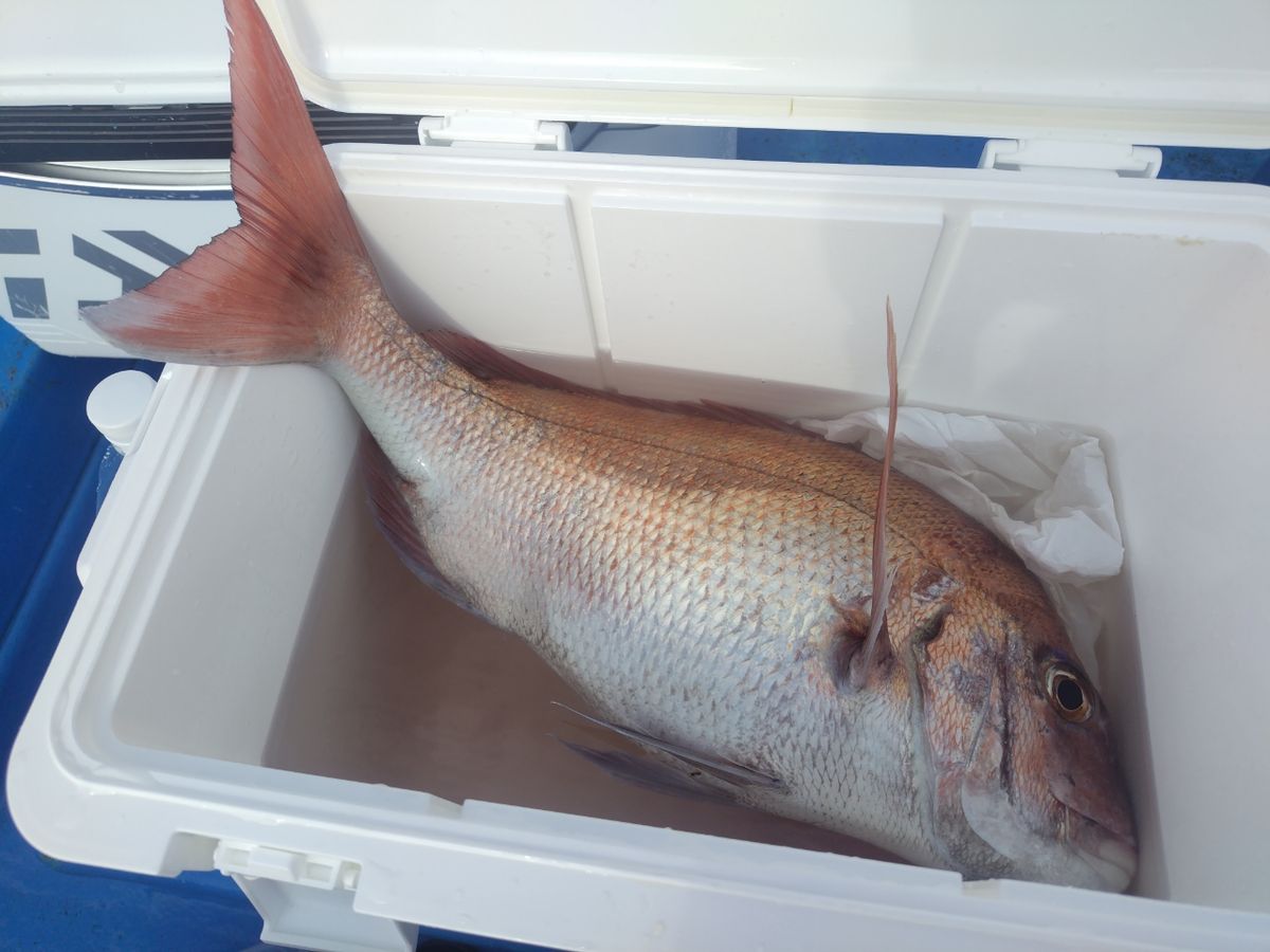 風のふ〜こ丸♂さんの釣果 2枚目の画像
