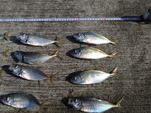 アジの釣果