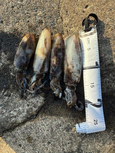 アオリイカの釣果