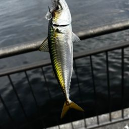 サバ