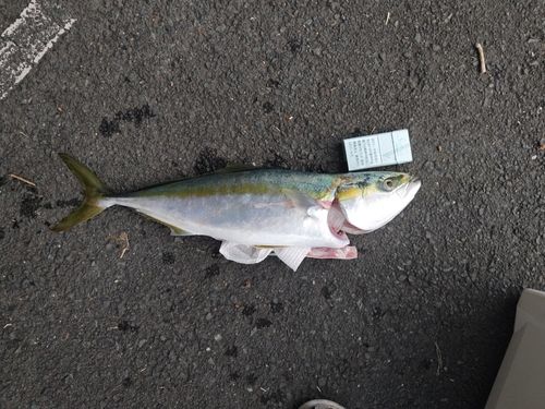 ヤズの釣果