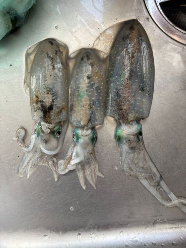 アオリイカの釣果