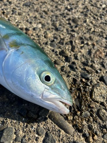 ツバイソの釣果