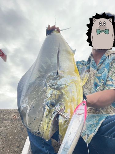 シイラの釣果