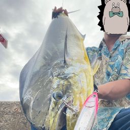 シイラ
