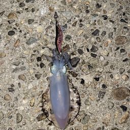 アオリイカ