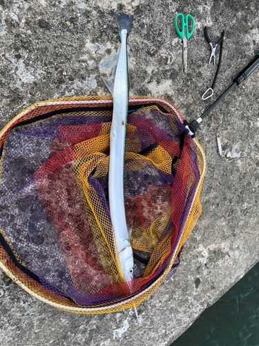 ダツの釣果