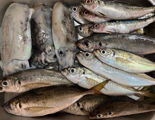 コウイカの釣果