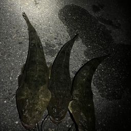 マゴチ