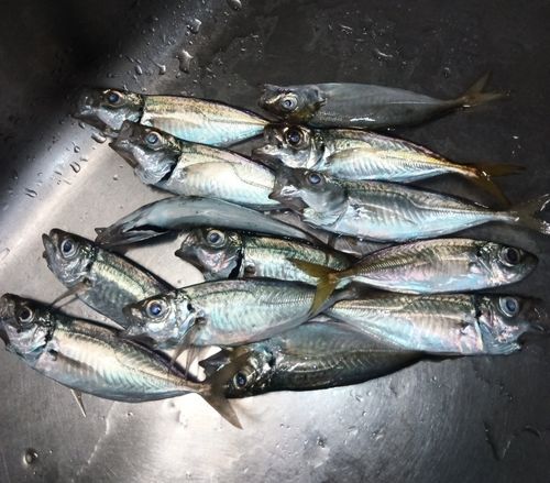 アジの釣果