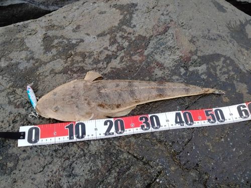 マゴチの釣果