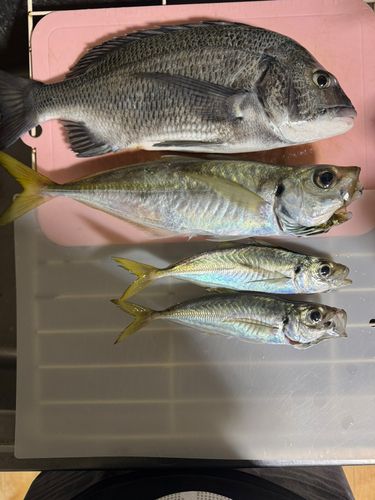 クロダイの釣果