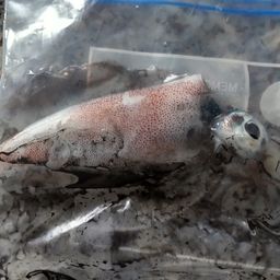 アオリイカ