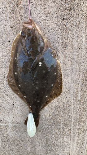 カレイの釣果