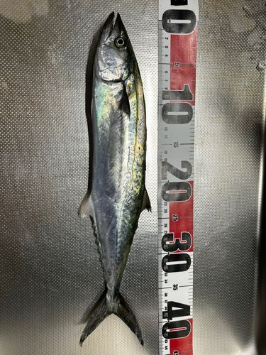 サゴシの釣果