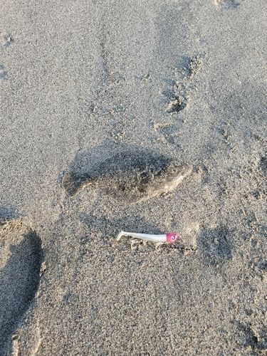 ソゲの釣果