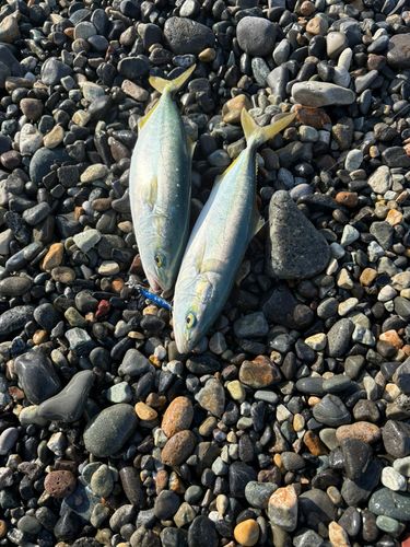 ワカシの釣果