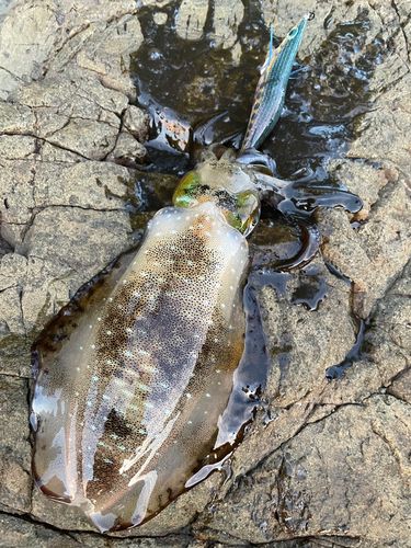 アオリイカの釣果