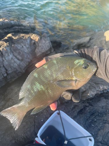 クチブトグレの釣果