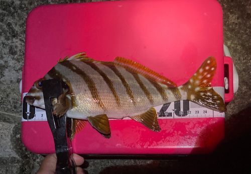 タカノハダイの釣果