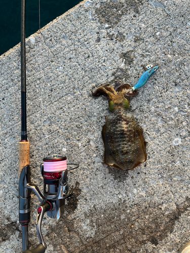 アオリイカの釣果