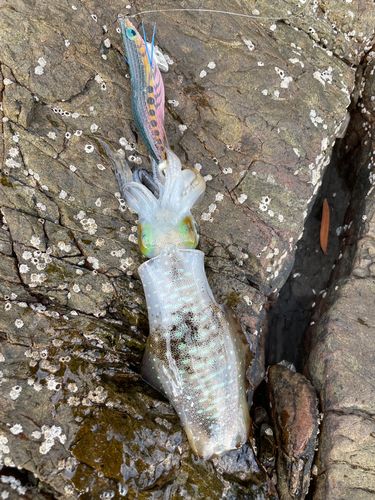 アオリイカの釣果