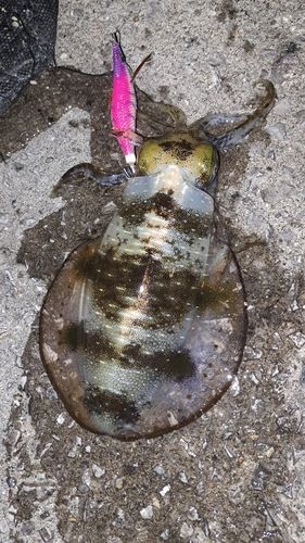 アオリイカの釣果