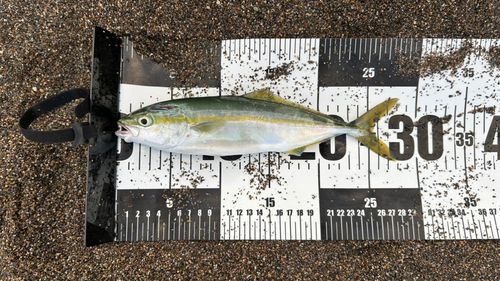 ワカシの釣果