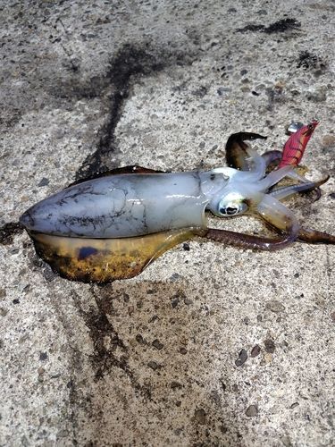 アオリイカの釣果