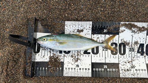 ワカシの釣果