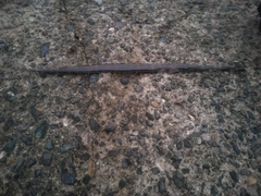 アオヤガラの釣果