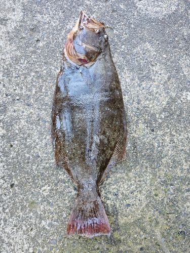ヒラメの釣果