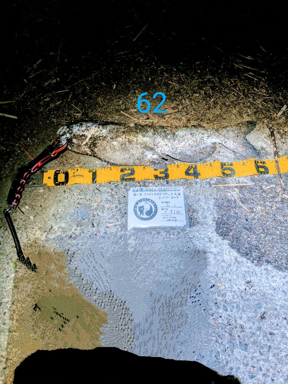 アメリカナマズ