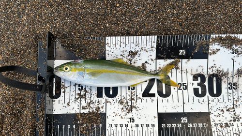 ワカシの釣果
