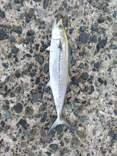 サゴシの釣果