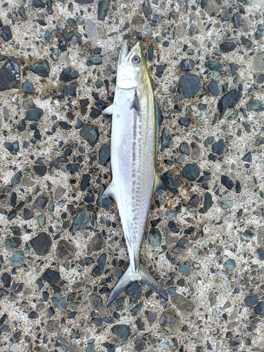 サゴシの釣果