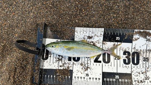 ワカシの釣果