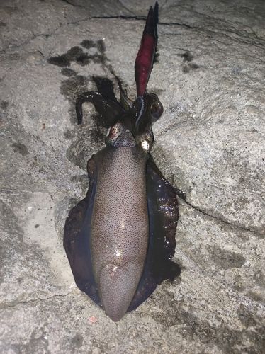 江浦湾